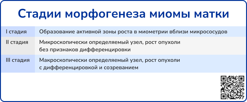 Стадии морфогенеза миомы матки